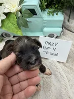 Mazy Boy-4 Tricolor, a male Havanese for sale in Corryton, TN – Photo 1 of 4