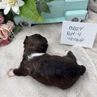 Mazy Boy-4 Tricolor, a male Havanese for sale in Corryton, TN – Photo 3 of 4