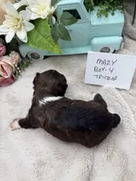 Mazy Boy-4 Tricolor, a male Havanese for sale in Corryton, TN – Photo 3 of 4