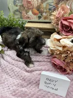 Mazy Boy-4 Tricolor, a male Havanese for sale in Corryton, TN – Photo 3 of 7