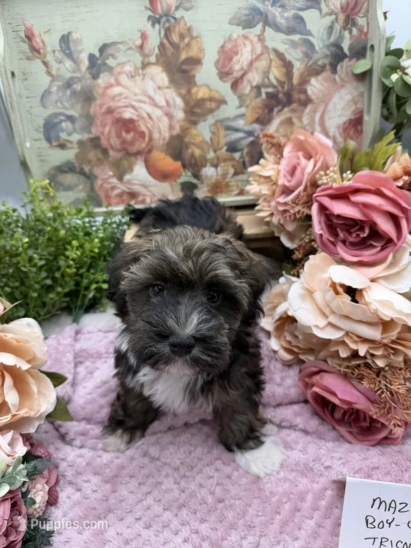 Mazy Boy-4 Tricolor, a male Havanese for sale in Corryton, TN – Photo 1 of 7