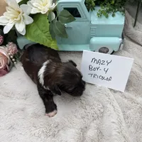 Mazy Boy-4 Tricolor, a male Havanese for sale in Corryton, TN – Photo 4 of 4