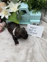 Mazy Boy-4 Tricolor, a male Havanese for sale in Corryton, TN – Photo 4 of 4