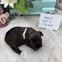 Mazy Boy-4 Tricolor, a male Havanese for sale in Corryton, TN – Photo 2 of 4