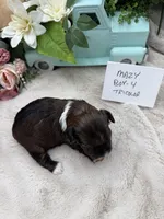 Mazy Boy-4 Tricolor, a male Havanese for sale in Corryton, TN – Photo 2 of 4