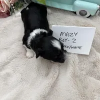 Mazy Boy-2 Non-Shedding, a male Havanese for sale in Corryton, TN – Photo 1 of 4