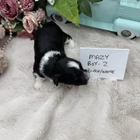 Mazy Boy-2 Non-Shedding, a male Havanese for sale in Corryton, TN – Photo 4 of 4