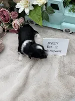 Mazy Boy-2 Non-Shedding, a male Havanese for sale in Corryton, TN – Photo 4 of 4