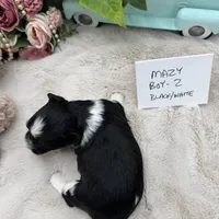 Mazy Boy-2 Non-Shedding, a male Havanese for sale in Corryton, TN – Photo 3 of 4