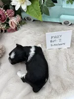 Mazy Boy-2 Non-Shedding, a male Havanese for sale in Corryton, TN – Photo 3 of 4