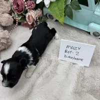 Mazy Boy-2 Non-Shedding, a male Havanese for sale in Corryton, TN – Photo 2 of 4