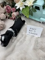 Mazy Boy-2 Non-Shedding, a male Havanese for sale in Corryton, TN – Photo 2 of 4