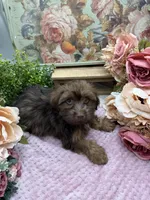 Mazy Boy-3 Red Chocolate, a male Havanese for sale in Corryton, TN – Photo 3 of 8