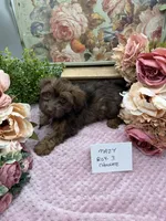 Mazy Boy-3 Red Chocolate, a male Havanese for sale in Corryton, TN – Photo 4 of 8