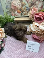 Mazy Boy-3 Red Chocolate, a male Havanese for sale in Corryton, TN – Photo 2 of 8