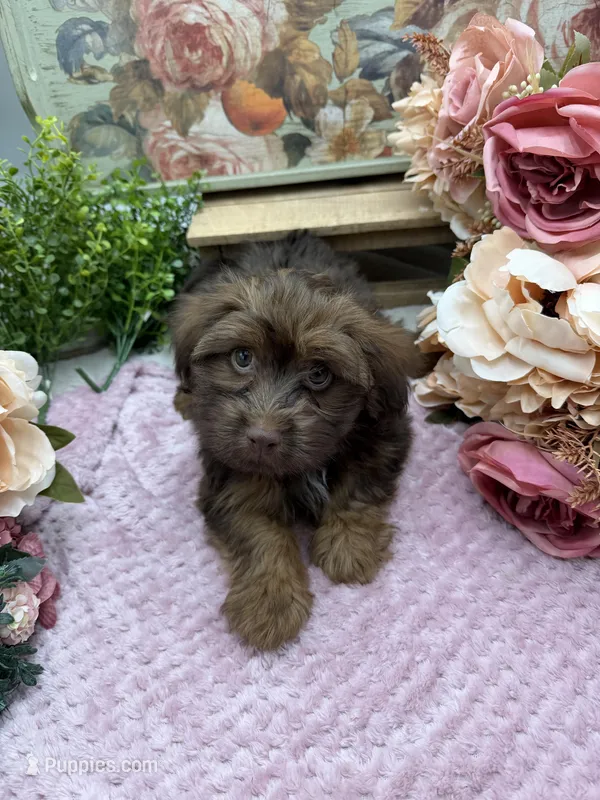Mazy Boy-3 Red Chocolate, a male Havanese for sale in Corryton, TN – Photo 1 of 8