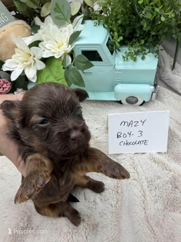 Mazy Boy-3 Red Chocolate, a male Havanese for sale in Corryton, TN – Photo 1 of 4