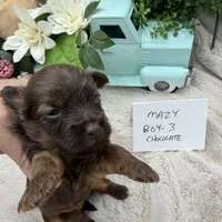 Mazy Boy-3 Red Chocolate, a male Havanese for sale in Corryton, TN – Photo 1 of 4