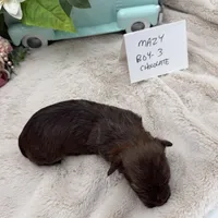 Mazy Boy-3 Red Chocolate, a male Havanese for sale in Corryton, TN – Photo 3 of 4