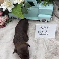 Mazy Boy-3 Red Chocolate, a male Havanese for sale in Corryton, TN – Photo 4 of 4