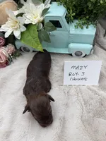 Mazy Boy-3 Red Chocolate, a male Havanese for sale in Corryton, TN – Photo 4 of 4