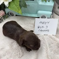 Mazy Boy-3 Red Chocolate, a male Havanese for sale in Corryton, TN – Photo 2 of 4