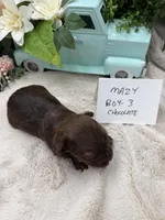 Mazy Boy-3 Red Chocolate, a male Havanese for sale in Corryton, TN – Photo 2 of 4