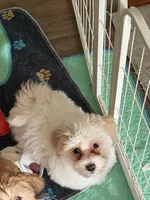 White and Red Boy Non-Shedding, a male Havanese for sale in Corryton, TN – 2 of 4