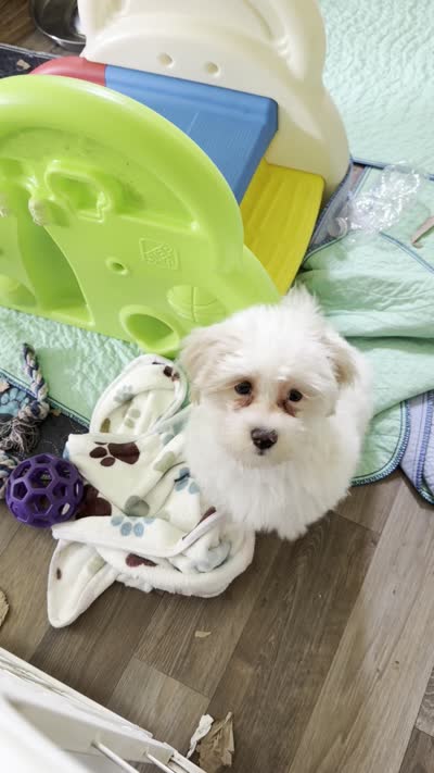 White and Red Boy Non-Shedding, a male Havanese for sale in Corryton, TN – 4 of 4