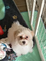 White and Red Boy Non-Shedding, a male Havanese for sale in Corryton, TN – 3 of 4