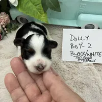 Dolly Boy-2 Black/White Tricolor, a male Havanese for sale in Corryton, TN – Photo 2 of 5
