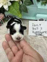 Dolly Boy-2 Black/White Tricolor, a male Havanese for sale in Corryton, TN – Photo 2 of 5
