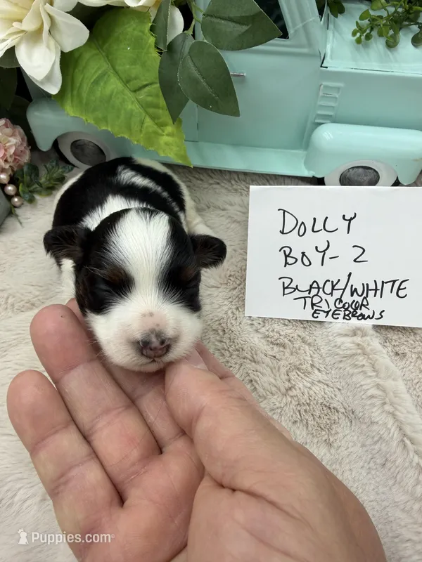 Dolly Boy-2 Black/White Tricolor, a male Havanese for sale in Corryton, TN – Photo 1 of 5
