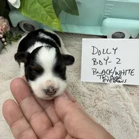 Dolly Boy-2 Black/White Tricolor, a male Havanese for sale in Corryton, TN – Photo 1 of 5
