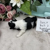 Dolly Boy-2 Black/White Tricolor, a male Havanese for sale in Corryton, TN – Photo 5 of 5