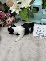 Dolly Boy-2 Black/White Tricolor, a male Havanese for sale in Corryton, TN – Photo 5 of 5