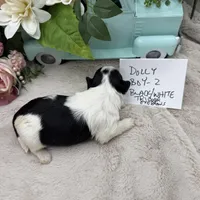 Dolly Boy-2 Black/White Tricolor, a male Havanese for sale in Corryton, TN – Photo 3 of 5