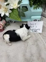 Dolly Boy-2 Black/White Tricolor, a male Havanese for sale in Corryton, TN – Photo 3 of 5