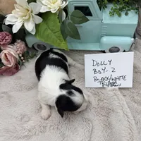 Dolly Boy-2 Black/White Tricolor, a male Havanese for sale in Corryton, TN – Photo 4 of 5