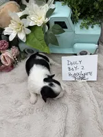 Dolly Boy-2 Black/White Tricolor, a male Havanese for sale in Corryton, TN – Photo 4 of 5