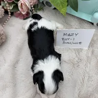 Mazy Boy-1 Non-Shedding, a male Havanese for sale in Corryton, TN – Photo 4 of 4