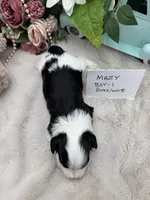 Mazy Boy-1 Non-Shedding, a male Havanese for sale in Corryton, TN – Photo 4 of 4