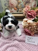 Mazy Boy-1 Non-Shedding, a male Havanese for sale in Corryton, TN – Photo 3 of 7