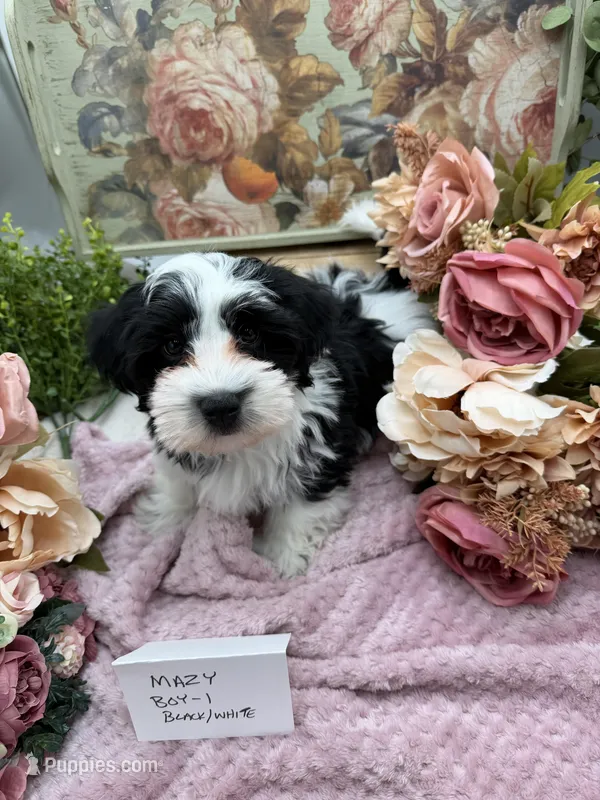 Mazy Boy-1 Non-Shedding, a male Havanese for sale in Corryton, TN – Photo 1 of 7