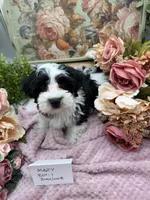 Mazy Boy-1 Non-Shedding, a male Havanese for sale in Corryton, TN – Photo 1 of 7