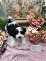 Mazy Boy-1 Non-Shedding, a male Havanese for sale in Corryton, TN – Photo 2 of 7