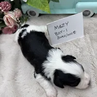 Mazy Boy-1 Non-Shedding, a male Havanese for sale in Corryton, TN – Photo 1 of 4