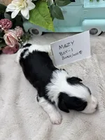 Mazy Boy-1 Non-Shedding, a male Havanese for sale in Corryton, TN – Photo 1 of 4