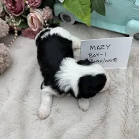 Mazy Boy-1 Non-Shedding, a male Havanese for sale in Corryton, TN – Photo 2 of 4