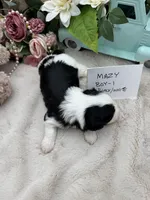 Mazy Boy-1 Non-Shedding, a male Havanese for sale in Corryton, TN – Photo 2 of 4